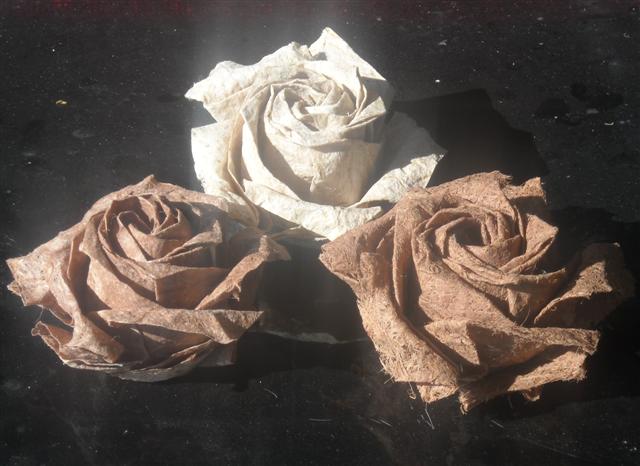 Roses de Naomiki Sato
