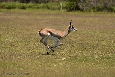6449912-springbok-running-on-a-grassland.jpg