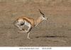 stock-photo-a-male-springbok-running-in-a-dry-riverbed-in-the-kalahari-desert-54312328.jpg