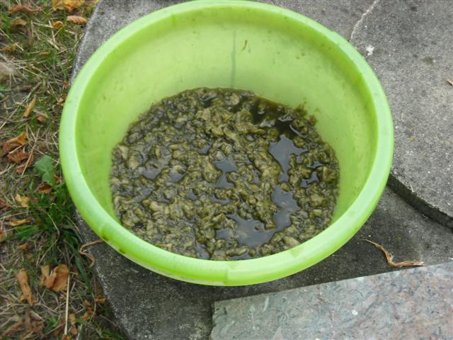  abaca + chlorophylle extraite de l'Ortie
