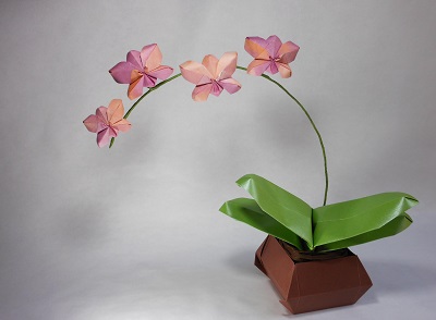 Orchidée Viviane
