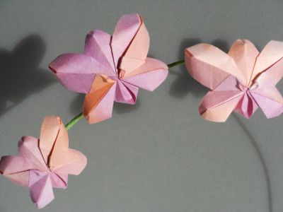 Orchidée de Viviane
